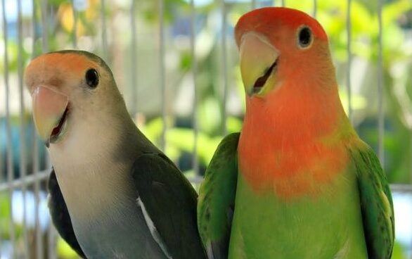 Tips Mudah Merawat Burung Lovebird Impor Yang Baru Tiba