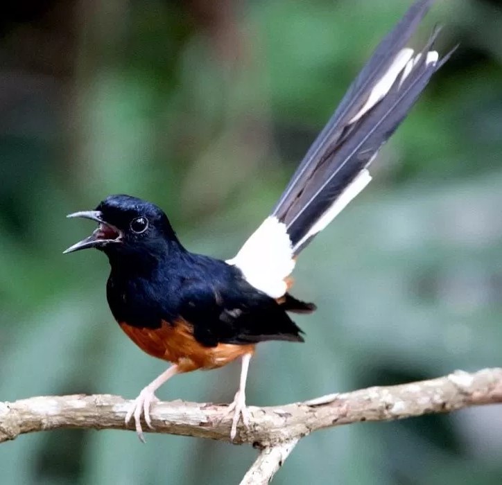 Jenis Burung Murai Batu Terpopuler Di Indonesia