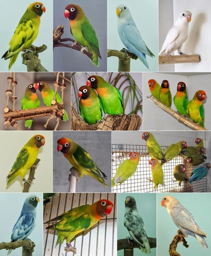 9 Jenis  Burung  Lovebird  Terbaik Di Indonesia Harga Suara