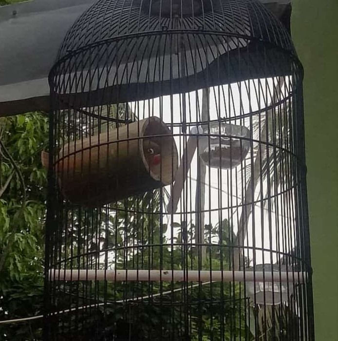 Cara-Terapi-Bambu-Gila-Lovebird