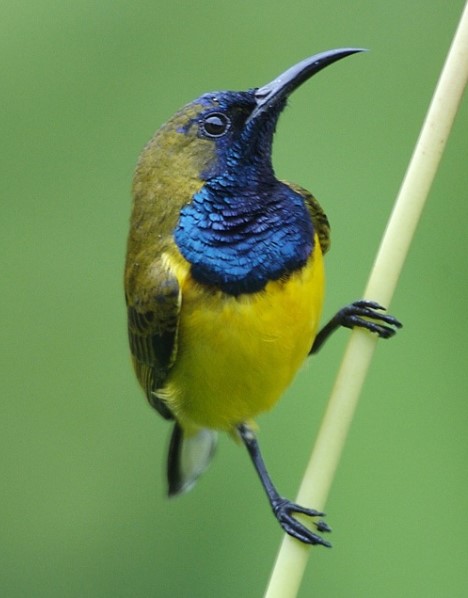 Kolibri-Srigranti