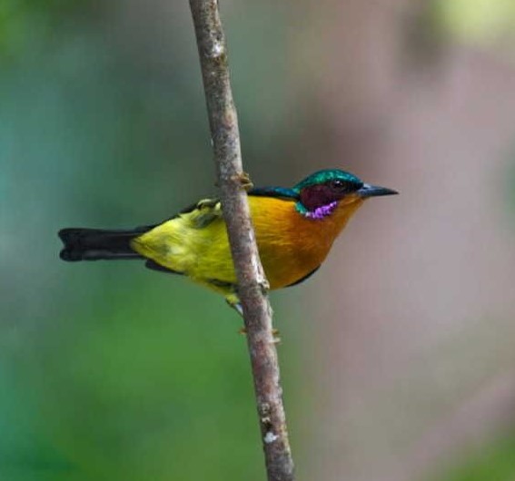 Kolibri-Wulung