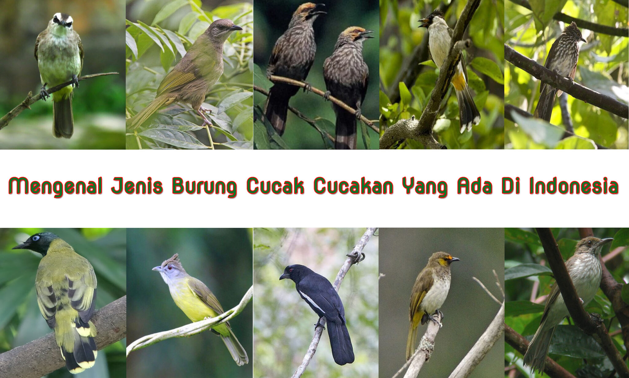 Mengenal Jenis Burung Cucak Cucakan Yang Ada Di Indonesia