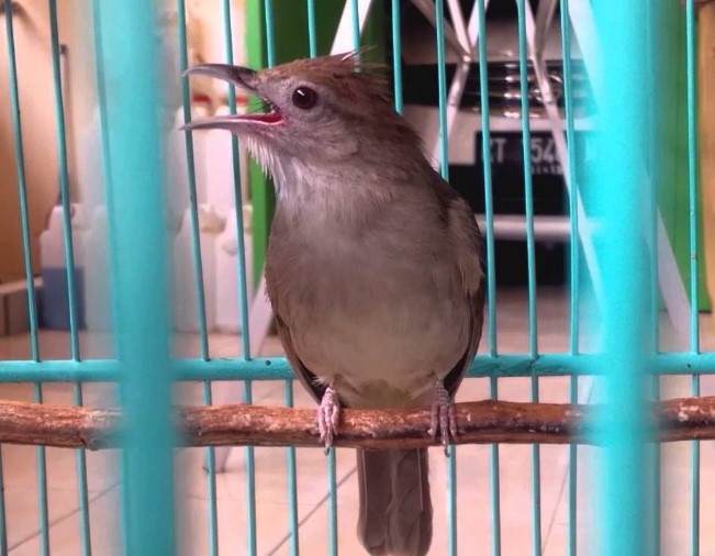 Burung Terunik Di Indonesia: Kenali Lebih Dekat Burung Kapas Tembak