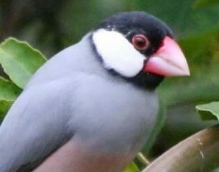 Inilah Spesifik Burung  Gelatik  Habitat Ciri Makanan  Suara