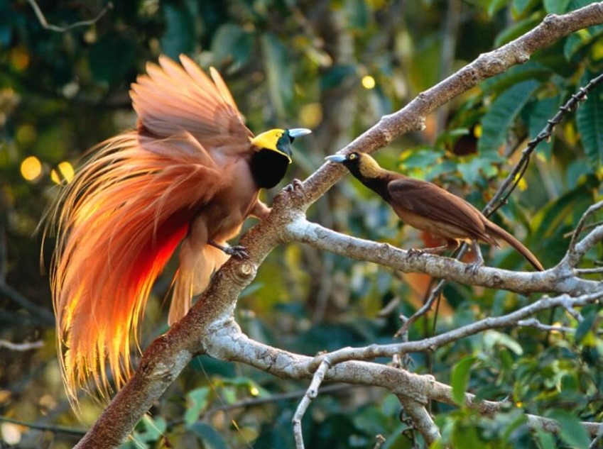 Fakta Unik Burung Cendrawasih di Indonesia | Kacer.Co.ID