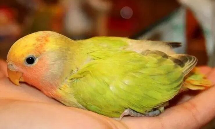 Cara Mengobati Burung Lovebird Yang Terkena Penyakit Lumpuh
