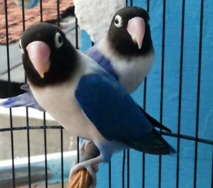 Burung-Lovebird-Dakocan-Violet