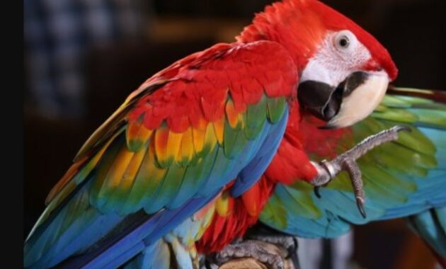 Grend-Winged-Macaw