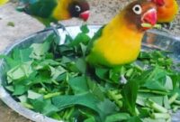 Makanan-Lovebird-Biar-Gacor