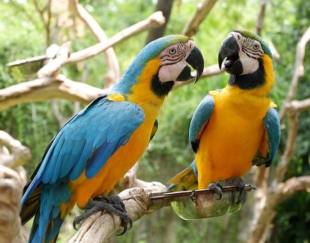 Daftar harga Burung Macaw Terupdate Di Tahun 2020