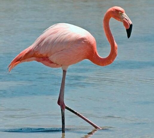 ciri-burung-flamingo