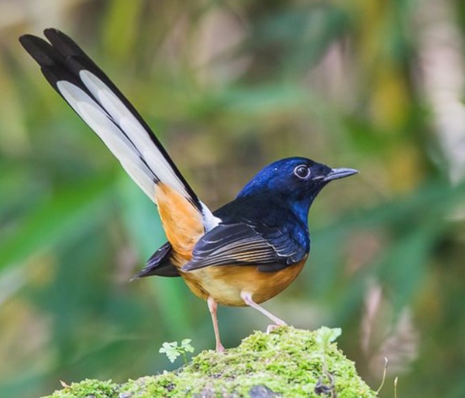 Mengenal Suara Kicau Burung Murai Batu Berkualitas Terbaik