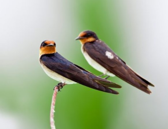 Mengenal Jenis Burung  Walet  Habitat Makanan Mitos 