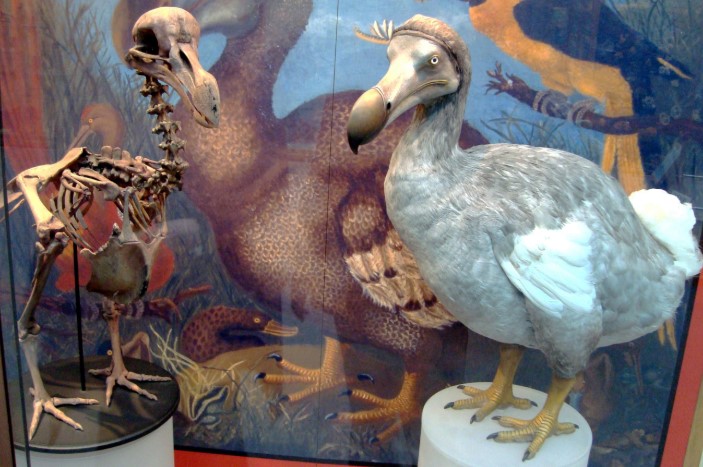 Mengungkap Fakta Misteri Burung Dodo Yang  Sudah  Punah 