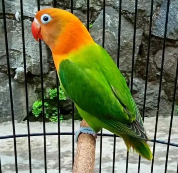 Lovebird-Euwing-Hijau