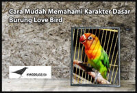burung-love-bird