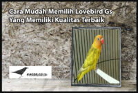 lovebird-gs