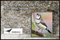 owl-finch