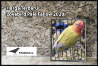 lovebird-pale-fallow