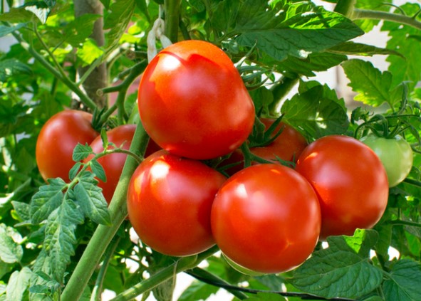 buah-tomat