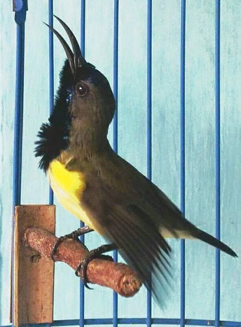 kolibri-sriganti