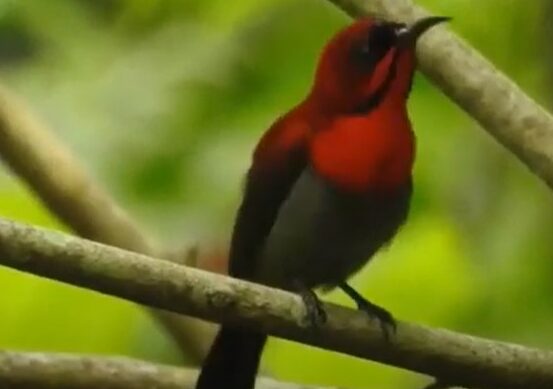 Burung Kolibri Gacor