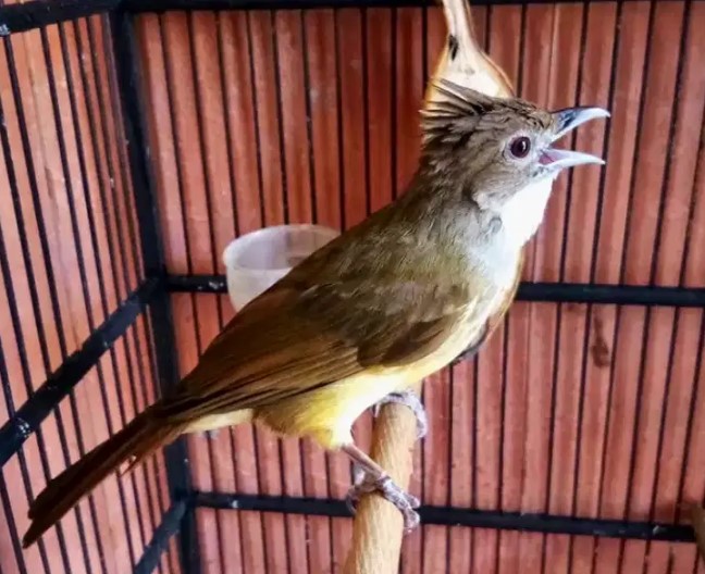 Jenis Burung Jenggot Mini - Download Suara Burung Cucak ...