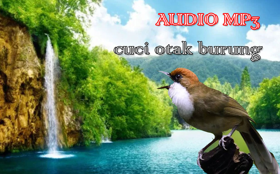 Download Suara Terapi Cuci Otak Burung Kicau Ubah Materi Isian
