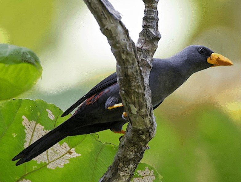 Mengenal Jenis Burung Rio Rio, Makanan, Harga Dan Suara