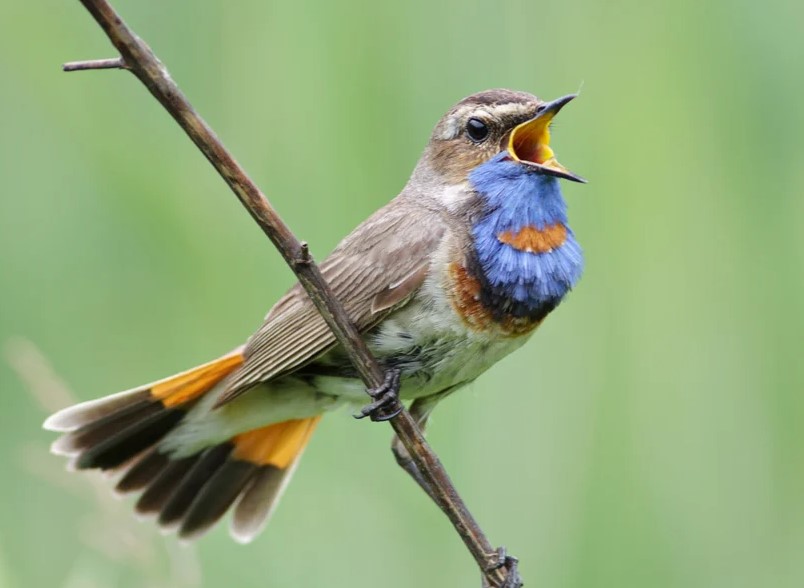 Audio Terapi Cuci Otak Pada Burung Kicau
