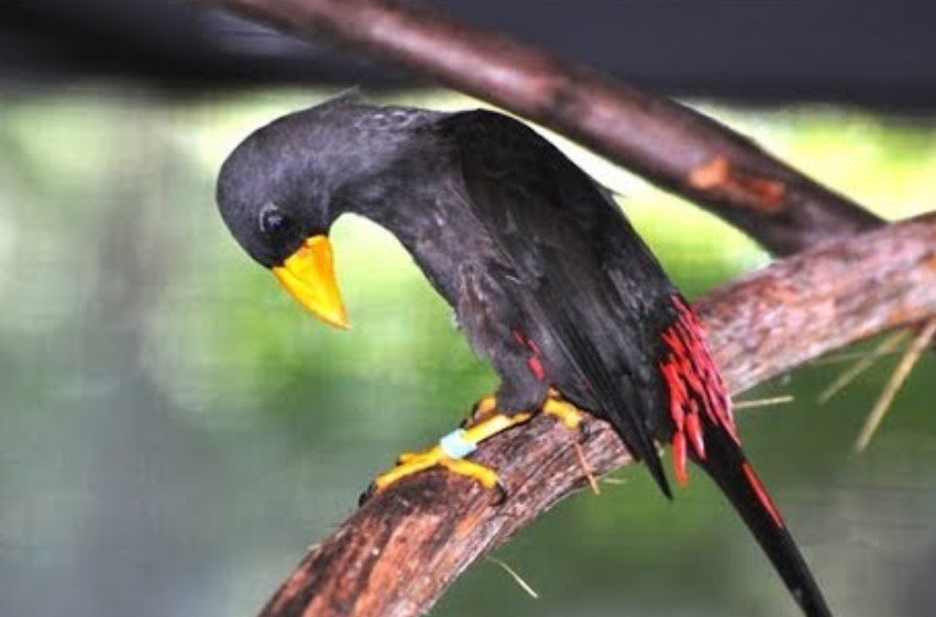 Mengenal Jenis Burung Rio Rio, Makanan, Harga Dan Suara