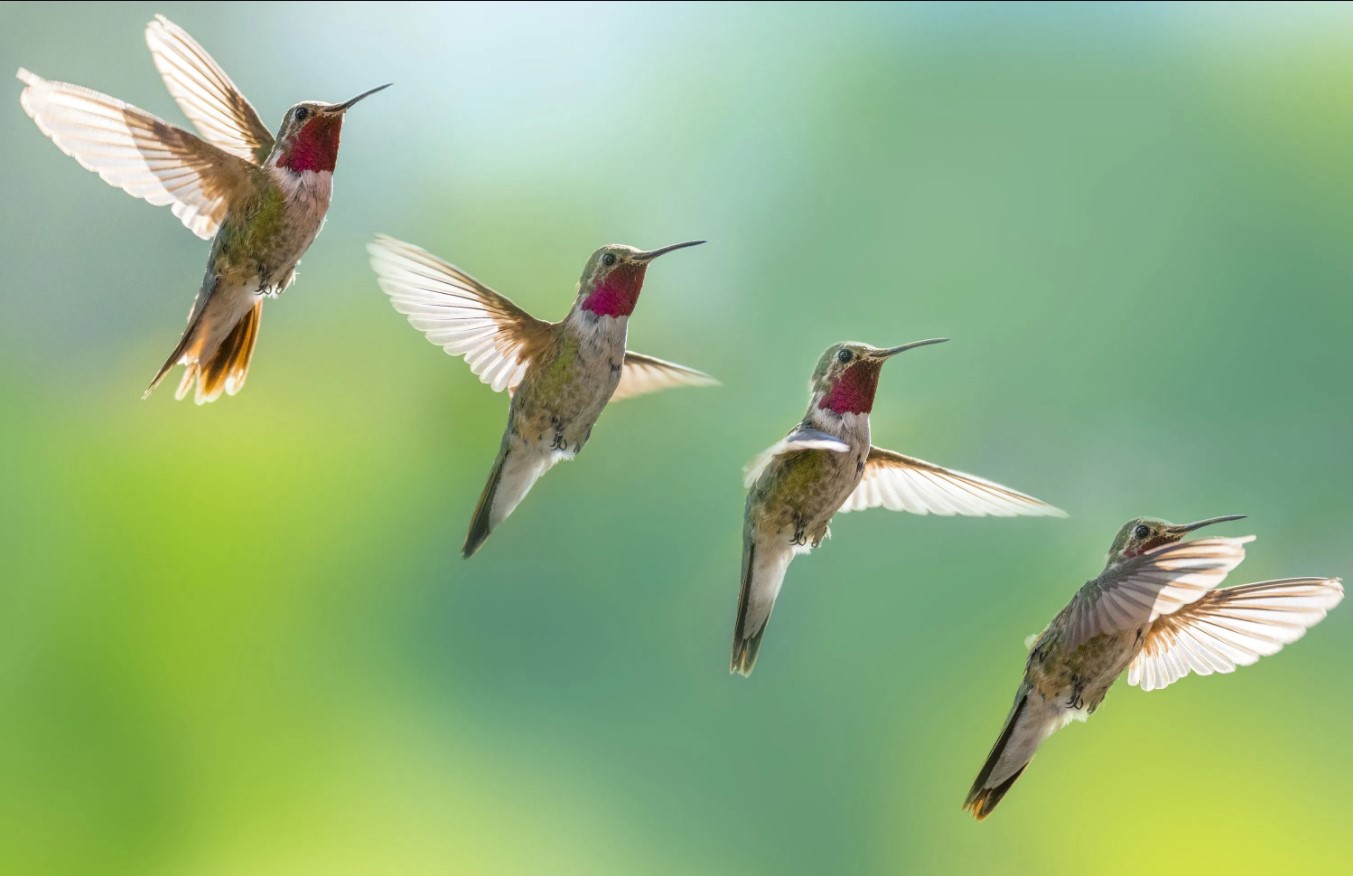 Download Suara Burung Pikat Kompilasi Dijamin Ampuh 100%