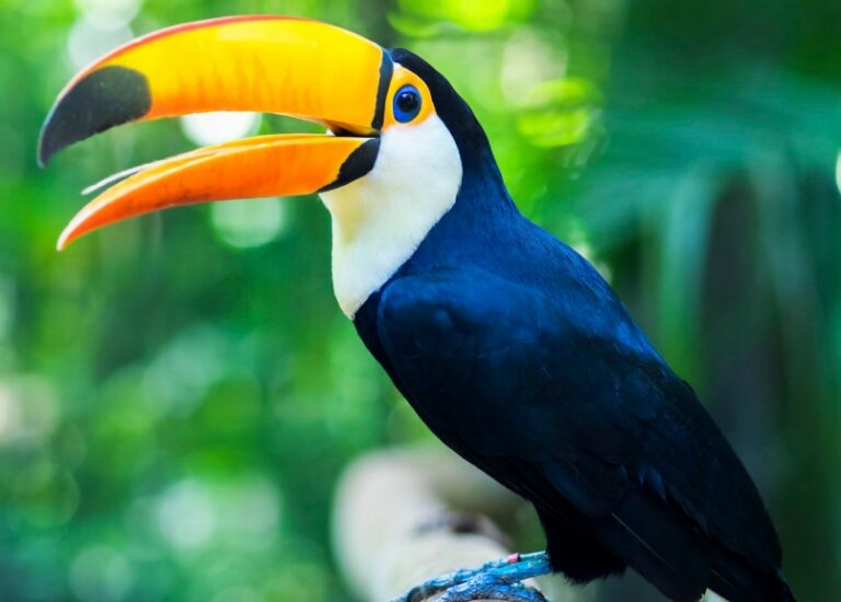 6 Macam Burung  Paling Cantik  Dan Menarik Di Dunia