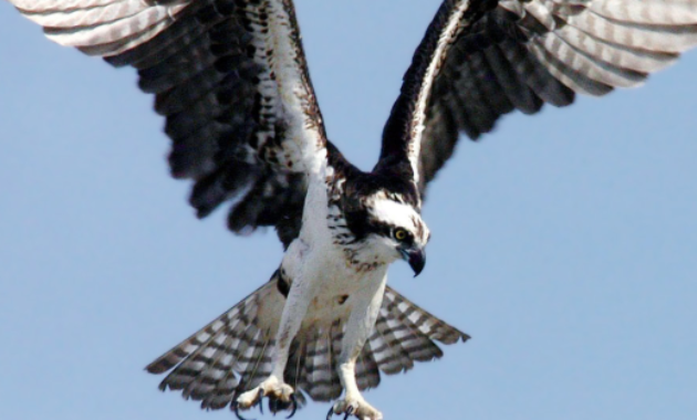 Burung-Osprey