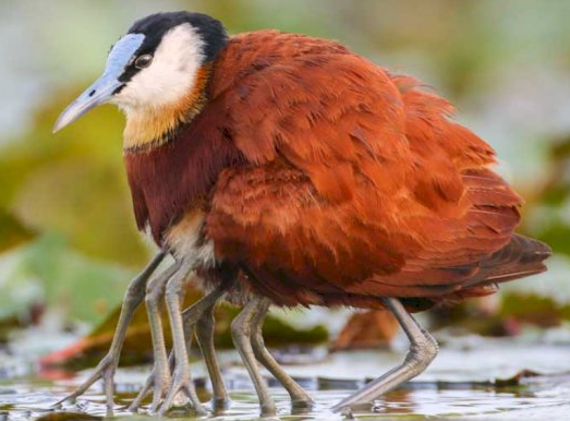 6 Burung Unik  Di Dunia Yang Jarang Di Jumpai Keberadaannya