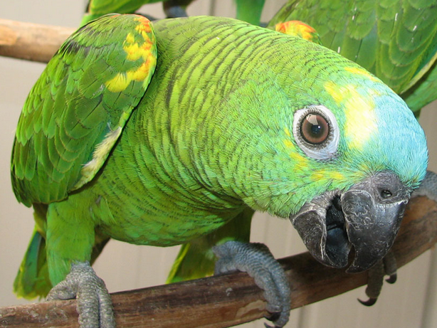 Burung-Nuri-Amazon