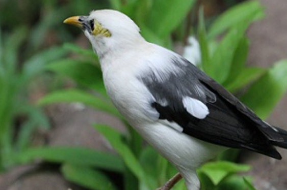 Burung jalak putih