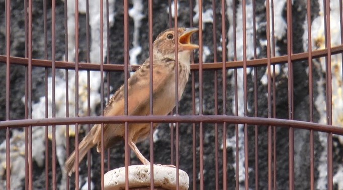 Suara Pancingan Untuk Burung Branjangan | Kacer.Co.ID