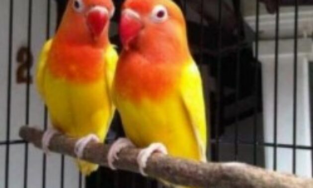 lovebird-mata-merah-termaha